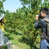 Du khách đến tham quan, chụp ảnh tại điểm tham quan vườn quýt hồng ở xã Long Hậu, huyện Lai Vung, tỉnh Đồng Tháp. (Ảnh: Nhựt An/TTXVN)