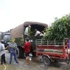 Số cây xanh được đưa lên xe để vận chuyển về Vùng 4 Hải quân, tỉnh Khánh Hòa. (Ảnh: TTXVN phát)