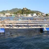 Lồng bè nuôi hàu Thái Bình Dương treo dây tại khu vực biển Đầm Nại, huyện Ninh Hải. (Ảnh: Nguyễn Thành/TTXVN)