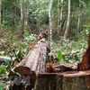 Hiện trường một vụ phá rừng ở Đắk Nông. (Nguồn: TTXVN)