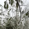 Băng giá, sương muối phủ trắng cây cỏ đường đi, cây rừng thuộc Vườn quốc gia Hoàng Liên khu vực cáp treo đường lên đỉnh Fansipan sáng 18/12/2022. (Ảnh: Quốc Khánh/TTXVN)