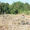 Nông dân huyện M’Đrắk, tỉnh Đắk Lắk hối hả thu hoạch mía. (Ảnh: Tuấn Anh/TTXVN)