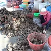 Phân loại hàu sau khi thu hoạch. (Ảnh: Nguyễn Thành/TTXVN)