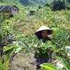 Một hộ gia đình trồng cây ăn quả đem lại thu nhập ổn định ở bản Tà Lèng, xã Tà Lèng, tỉnh Điện Biên. (Ảnh: Phan Tuấn Anh/TTXVN)