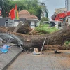 Cây trong trường Trường Trung học cơ sở Trần Văn Ơn (quận 1, Thành phố Hồ Chí Minh) bị đổ ra đường Nguyễn Văn Thủ. (Ảnh: TTXVN phát)
