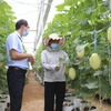 Mô hình trồng dưa lưới theo hướng nông nghiệp công nghệ cao tại Trung tâm nghiên cứu và chuyển giao công nghệ tăng trưởng xanh. (Ảnh: TTXVN)