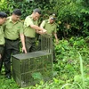 Quảng Ninh: Thả 10 cá thể khỉ về môi trường tự nhiên tại Vân Đồn