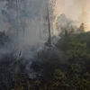 Một vụ cháy rừng thông ở Thừa Thiên-Huế. (Nguồn: TTXVN)