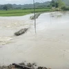 Mưa lớn gây ngập tuyến đường giao thông nội đồng ở Đắk Lắk. (Ảnh: TTXVN phát)