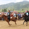 Ngựa bản địa của người Mông tuy không to cao nhưng chạy rất nhanh và bền sức. (Ảnh: Nguyễn Oanh/TTXVN)