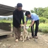 Tiêm vaccine phòng dại cho chó tại xã Bản Lang, huyện Phong Thổ, tỉnh Lai Châu. (Ảnh: Đinh Thùy/TTXVN)