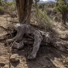 Một con voi chết do hạn hán tại Samburu, Kenya. (Ảnh: AFP/TTXVN)