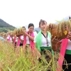 Hái lúa và mang đển chỗ cúng để làm nghi thức cúng hồn lúa.(Ảnh: Nguyễn Oanh/TTXVN)