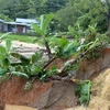 Hoa màu của người dân ở Lào Cai bị thiệt hại nghiêm trọng do mưa lũ. (Ảnh: Quốc Khánh/TTXVN)
