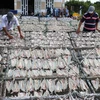 Làng nghề cá khô Vàm Láng cung cấp cho thị trường 1.500 tấn khô cá các loại. (Ảnh: Hữu Chí/TTXVN)