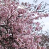 Tại Công viên Nishihirabatake, Masuda, tỉnh Kanagawa, Nhật Bản, những cánh hoa anh đào đầu mùa đã bắt đầu khoe sắc. (Ảnh: Xuân Giao/TTXVN)