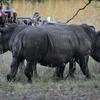 Tê giác trắng tại Limpopo, Nam Phi. (Ảnh: AFP/TTXVN)