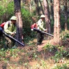 Lực lượng kiểm lâm dọn đường băng cản lửa phòng chống cháy rừng. (Ảnh minh họa: Công Tường/TTXVN)