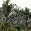 Cò về trú ngụ tại vườn dừa của gia đình anh Danh Tính. (Ảnh: Lê Sen/TTXVN)