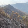 Đến 6 giờ sáng 26/3, vụ cháy rừng tại huyện Mù Cang Chải, tỉnh Yên Bái đã được dập tắt hoàn toàn. (Ảnh: TTXVN phát)