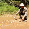 Người dân kiểm tra các loại cá chết ở khe Rào Trường, xã Vĩnh Hà, huyện Vĩnh Linh, tỉnh Quảng Trị. (Ảnh: Nguyên Lý/TTXVN)
