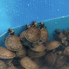 Những con rùa bị thu giữ tại Sân bay Quốc tế Jorge Chavez ở Lima, Peru, ngày 20/12/2023. (Ảnh: AFP/TTXVN)