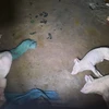 Đàn lợn 6 con của gia đình ông Phạm Văn Luyện, thôn Đình 1, xã Liên Vị, thị xã Quảng Yên, mắc dịch tả lợn châu Phi. (Ảnh: TTXVN phát)
