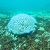 Hiện tượng tẩy trắng san hô được kích hoạt bởi tình trạng bất thường về nhiệt độ nước khiến san hô trục xuất các loại tảo đầy màu sắc sống trong các mô của chúng và làm màu sắc rực rỡ của san hô biến mất. (Ảnh: Ban Quản lý Vườn Quốc gia Côn Đảo/TTXVN phát)