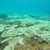 Một số loài san hô bị tẩy trắng có thể phục hồi đáng kể và có khả năng phục hồi nếu nhiệt độ nước biển giảm. Nếu bị tẩy trắng nghiêm trọng và kéo dài, số lượng lớn san hô có thể bị xóa sổ. (Ảnh: Ban Quản lý Vườn Quốc gia Côn Đảo/TTXVN phát)