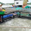 Ngư dân huyện Kiên Hải đầu tư lồng nhựa HDPE thay thế cho lồng cây truyền thống. (Ảnh: Văn Sĩ/TTXVN)