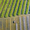 Rừng ngập mặn bàu Cá Cái, xã Bình Thuận (Bình Sơn, Quảng Ngãi) được phục hồi từ năm 2015. (Ảnh: TTXVN phát)