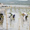 Chăm sóc cây rừng ngập mặn ở đầm Ô Loan, tỉnh Phú Yên. (Ảnh: Xuân Triệu/TTXVN)