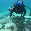 Khảo sát chi tiết hiện trạng san hô bị tẩy trắng được thực hiện tại 8 trạm rạn quanh đảo Côn Sơn. (Ảnh: TTXVN phát)