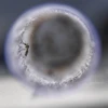 Muỗi Aedes, vật trung gian lây truyền virus Zika. (Ảnh: AFP/TTXVN)