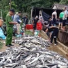 Gần 11 tấn cá tầm bị thiệt hại của Hợp tác xã cá nước lạnh Hoàng Liên tại bản Chu Va 12, xã Sơn Bình, huyện Tam Đường, tỉnh Lai Châu. (Ảnh: TTXVN phát)
