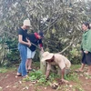 Nông dân cùng cán bộ thôn, buôn kiểm tra gốc rễ và tìm giải pháp khắc phục thiệt hại do mưa lớn kèm lốc xoáy. (Ảnh: TTXVN phát)