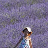 Em nhỏ đi dạo giữa những luống hoa oải hương tại Milton, Ontario, Canada. (Ảnh: THX/TTXVN)