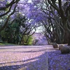 Bình minh màu tím hoa Jacaranda trên một con phố ở thủ đô Pretoria, Nam Phi. (Ảnh: Hồng Minh/TTXVN)