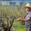 Người dân trồng đào Nhật Tân hối hả chăm sóc cây hoa để chuẩn bị cho vụ Tết Nguyên đán năm 2023. (Ảnh: Việt Anh/Vietnam+)