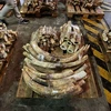 51 kg ngà voi "tuồn" về Hà Nội theo đường hàng không 