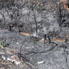 Khu vực cháy rừng phòng hộ Sóc Sơn gần kho chứa vật liệu nổ