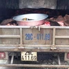 Hà Nội: Cảnh sát giao thông bắt giữ xe tải chở 1 tấn da trâu bò 