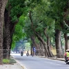 Thanh tra Hà Nội công bố các sai phạm trong vụ chặt, thay thế cây xanh