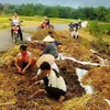 Người dân khóc ròng trên đống lúa bị đốt trụi (Ảnh: Facebook Huyện Thanh Sơn-Tân Sơn, Phú Thọ) 