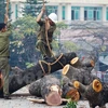 Nhiều cá nhân đã bị đề nghị cách chức, giáng chức hoặc buộc thôi việc sau vụ đốn hạ, thay thế cây xanh ở Hà Nội (Ảnh: Minh Sơn/Vietnam+) 