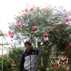 Anh Tuyên bên cây hồng cổ Sapa quý hiếm của mình (Ảnh: Phan Xâm/Vietnam+) 