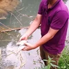 Cá chết bất thường tại ao cá của anh Bùi Văn Thủy (xã Yên Lập, huyện Cao Phong, Hòa Bình) (Ảnh: Võ Phương/Vietnam+) 