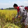 Máy cắt lúa cá nhân giúp giảm thiểu sức lao động cho bà con nông dân (Ảnh: Tùng Lâm/Vietnam+) 