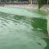Một góc hồ Văn Quán bị bao phủ bởi lớp váng dày đặc. (Ảnh: PV/Vietnam+)