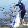 Một người không mặc áo đồng phục của Xí nghiệp thoát nước số 4 thu gom cá chết vào bao tải (Ảnh chụp sáng 28/10 tại hồ Linh Đàm) 